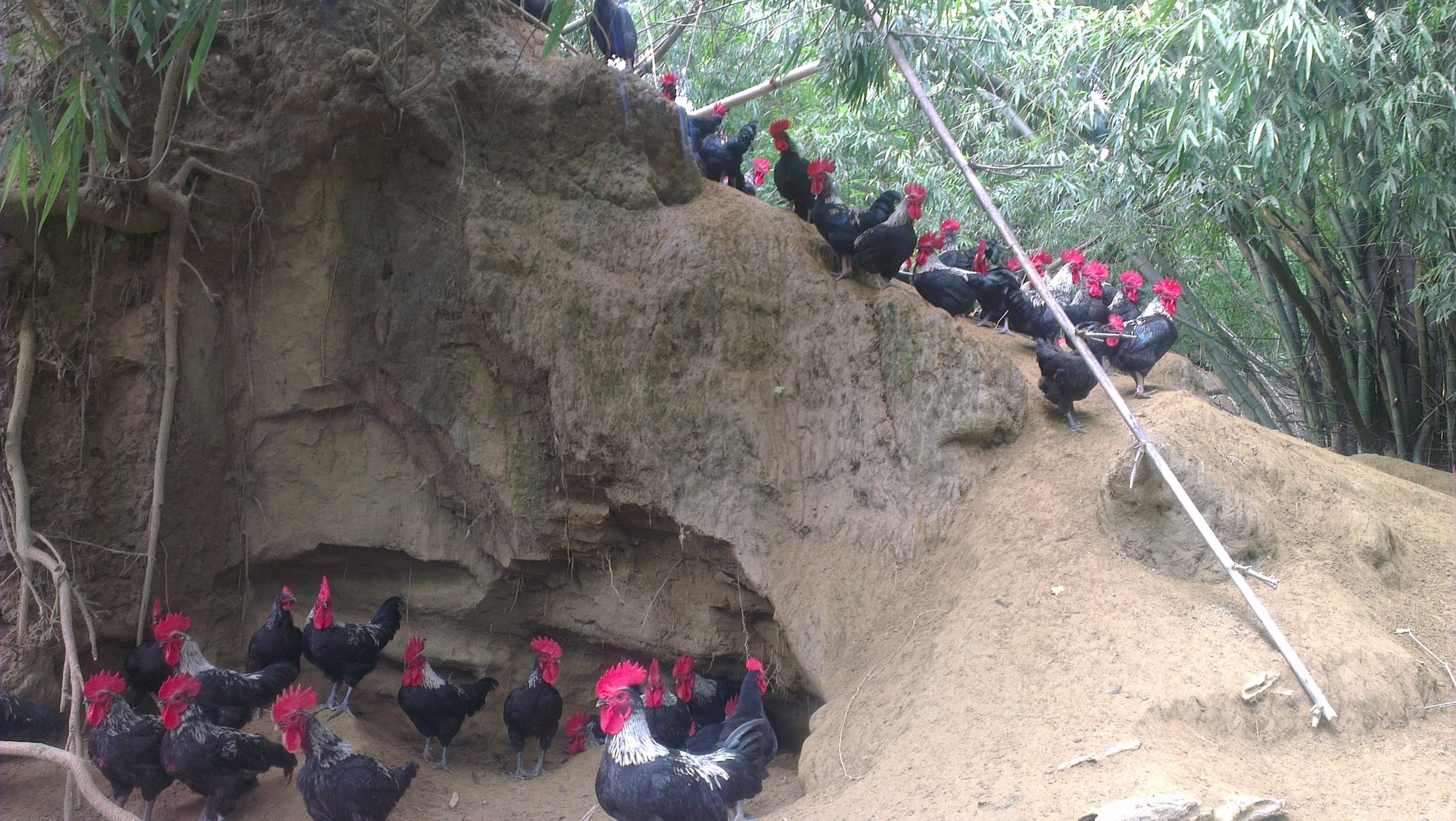 Introducing Cleaning