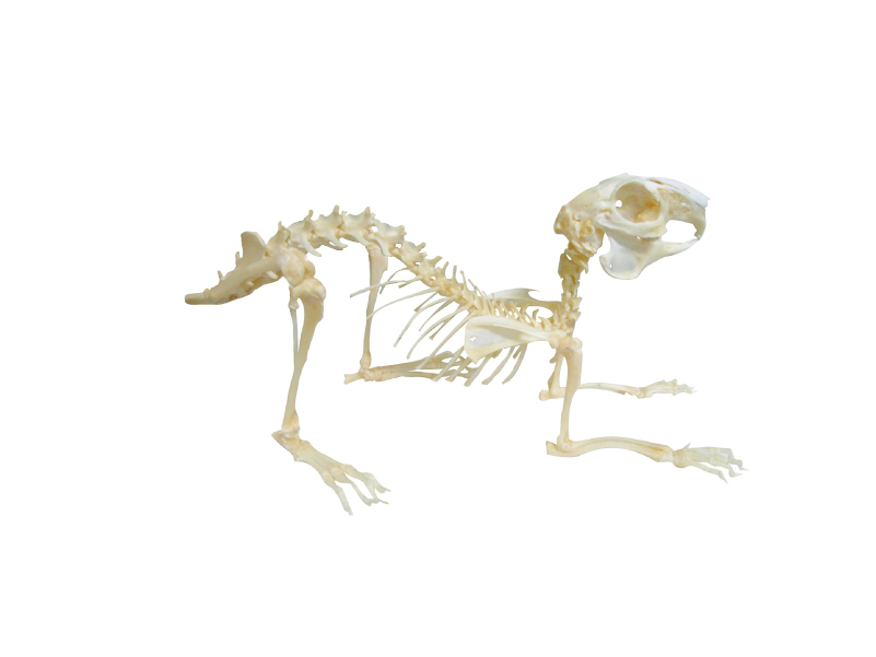 兔子骨骼標本