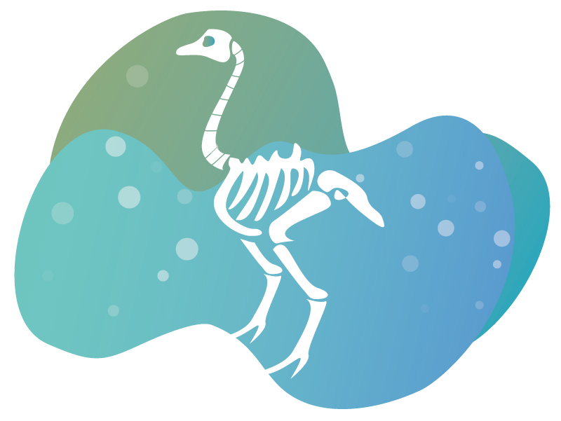 動物標本Animal Specimen